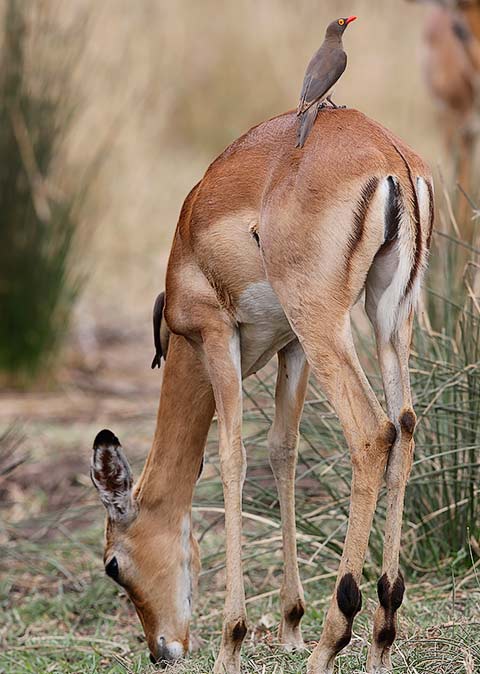 Impala and oxpeckers